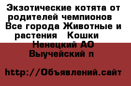  Экзотические котята от родителей чемпионов - Все города Животные и растения » Кошки   . Ненецкий АО,Выучейский п.